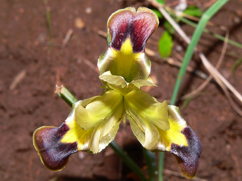 Hermodactylus tuberosus e Iris lutescens
